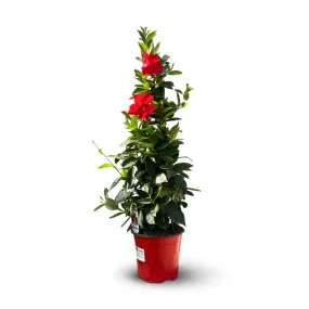 Dipladenia pyramide - plante fleurie - ↕ 70-80 cm - ⌀ 17 cm - plante d'intérieur & extérieur - fleur rouge